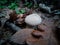 Little White mushrooms around Brown leafes