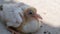 Little white newborn chick ugly pigeon