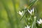 Little White Ornithogalum Flowers