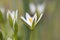 Little White Ornithogalum Flowers