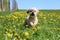 Little white poodle mixed race dog runs on a field with yellow dandelions