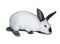 Little white rabbit of californian breed