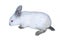 Little white rabbit of californian breed isolated