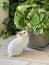 Little white rabbit eats a potted plant