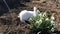 Little white rabbit eats spring flowers. Holidays and animals. Concept of the Easter