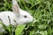 Little white rabbit in a green garden and eatting grass in summer easter concept