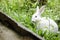 Little white rabbit in a green garden and eatting grass in summer easter concept