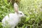 Little white rabbit in a green garden and eatting grass in summer easter concept