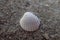 Little white shell lying on the clear fine sand of the beach on a sunny warm summer day