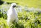 Little white silkie hen staring