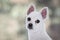 Little white spitz dog with sad eyes and big ears