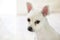 Little white spitz dog with sad eyes and big ears