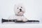 A little white West Highland White Terrier dog lies with its paws on a clarinet