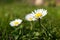 Little white yellow daisies growing from lawn. Small spring daisy closeup with smooth bokeh