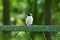 Little wild black white bird pied flycatcher sits on a green iron fence