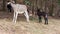 Little wild donkey in rural breeding forest farm,equine animal farming,park