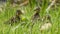 Little wild ducklings sitting on the green grass. Cute newborn tiny ducklings. Selective focus. Defocused background