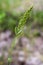 Little wild green spear shape flowers, one stem.