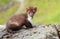 Little wild marten