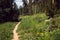 Little wild path, city of Breckenridge Colorado USA