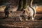 Little wild pigs standing in the forest among big wild two pigs