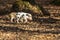 Little wild pigs standing in a leafy forest looking for food