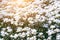 Little wild white flowers Houstonia caerulea in glare of sunlight in the sunset. Springtime