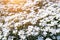 Little wild white flowers Houstonia caerulea in glare of sunlight in the sunset. Springtime