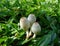 Little wild white mushrooms amongst vibrant green grass in the afternoon sunlight