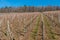 Little wineyard with rows of grapevines and the forest