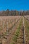 Little wineyard with rows of grapevines and the forest