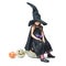 Little witch sits on a pumpkin