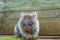 Little Wombat Tasmania