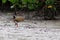 Little Wood-Rail Aramides mangle sifting shellfish in the mangrove of the city of Conde, Bahia Brazil