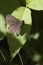 Little wood satyr butterfly