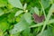 Little Wood Satyr butterfly captured in close up