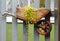 Little wooden barrow for flowers