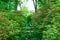 Little wooden bridge in Isabella Plantation, a woodland garden i