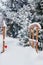 Little wooden bridge under the snow decorated with read heart in the blurred winter pine trees alley with falling snow