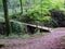 Little Wooden Bridge in the Woods of Berdorf, Luxembourg