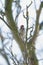 Little woodpecker on winter tree