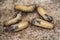 Little woodworm .Larvae of the bark beetle on a gray background