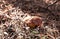 Little xerocomus mushroom in forest