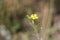 Little yellow arugula flower in the garden