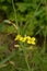 Little yellow arugula flower in the garden Eruca sativa