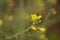 Little yellow arugula flower in the garden Eruca sativa