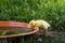 little yellow baby running duck drinks from a water bowl