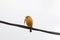 Little Yellow Bird resting on a wire