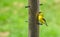 Little Yellow birds - American Goldfinch (Spinus tristis).