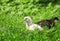 little yellow and black chickens are walking on the lush green grass in the farm yard on a Sunny spring day